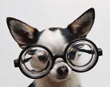 Dog Training - A+ Student