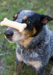 Dog Training